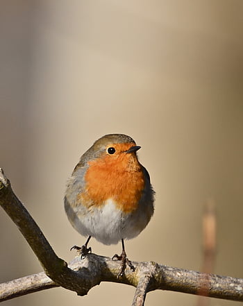 robin, bird, songbird, wildlife, plumage, bird Watching, sitting, ornithology, close Up, nature