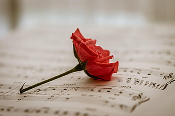 spartito, rosa rossa, fiore rosso, Suoni di musica, canzone, melodia, note musicali, pianoforte, toni, ebraico, pezzo di musica
