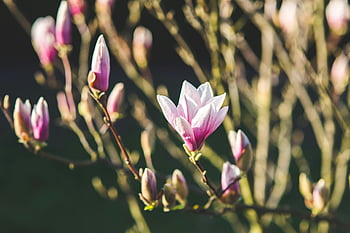 magnolia flowers, spring time, close-up, pink flowers, sunlight, blossoming, magnolia blossoms, thriving, nature, floral, spring blooms