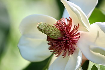 immergrüne Magnolie, Großblütige Magnolien, Magnolien-Grandiflora, blühen, Blütenblätter, Staubblätter, Stempel, weiße Blume