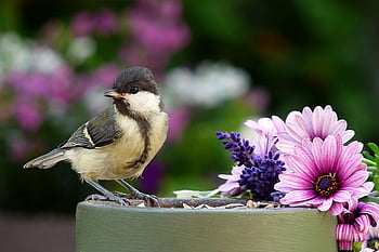 bird, great Tit, animal, passerine, parus Major