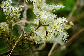 ホバエ、 昆虫、 花の壁紙、 花、 花粉、 翼のある昆虫、 美しい花、 咲く、 昆虫学、 自然、 花の背景