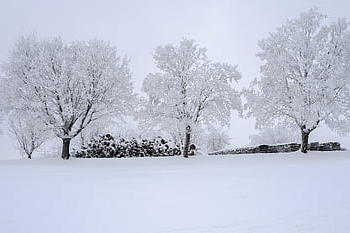 trees, field, winter, snow, cold, covered In Snow, winter Mood, snow Landscape, fog, wood Pile, pile Of Wood