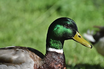 mallardo, anatra, uccello acquatico, uccello di anatra, pollame, drake, natura, uccello, becco, uccello selvatico, piume