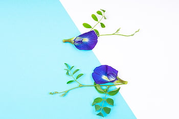 flowers, petals, daisy, bouquet, hd Wallpaper, bunch, bloom, colorful, fresh, design, blooming