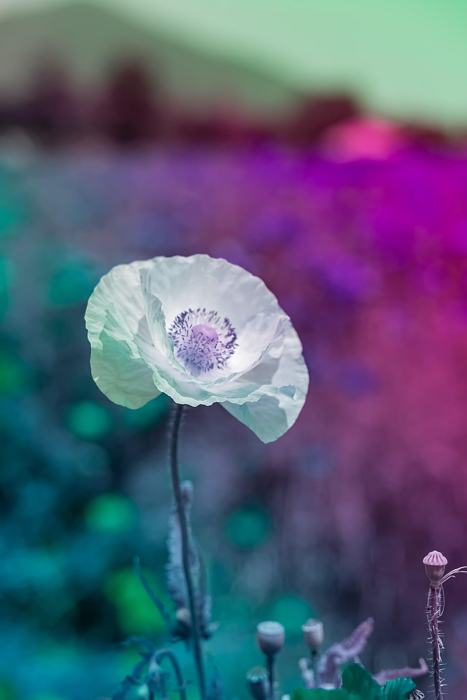 flower, petals, stem, plants, flower Background, buds, nature, bloom, flora, botany, flower Wallpaper