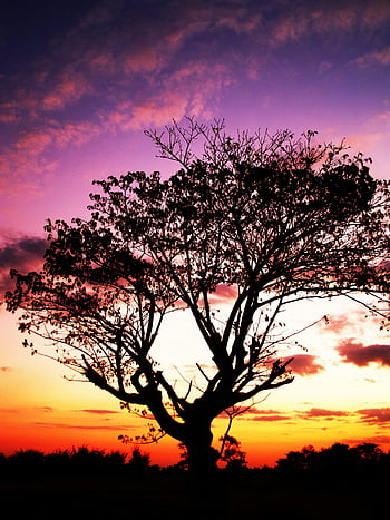 tramonto, silhouette, albero, cielo arancione, colori vibranti, nuvole colorate, albero solitario, fotografia naturalistica, paesaggio serale, cielo drammatico, scena all'aperto