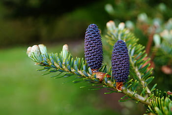 purple pine cones, spruce branch, nature's beauty, intricate patterns, green leaf plant, detailed shot, natural patterns, pine cone details, spruce tree, outdoor nature, plant photography