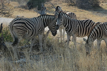 africa, namibia, nature, zebra, sand, national Park, wildlife, etosha, steppe, dryness