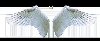 wings, angel, swan, feathers, symbol, flying, isolated