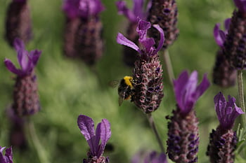 včela, Chyba, opylit, opylování, květiny, okřídlený hmyz, křídla, Příroda, hymenoptera hymenoptera, entomologie, makro