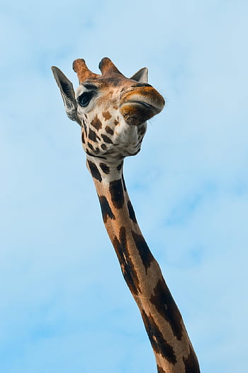 žirafa, Příroda, krk, safari, zvíře, roztomilý, vysoký, zoo, žirafy