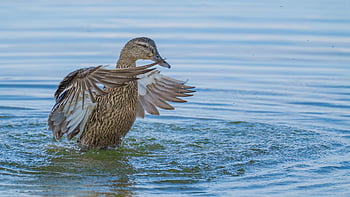 bird, ornithology, duck, species, fauna, avian, animal, beak, wildlife, nature, mallard