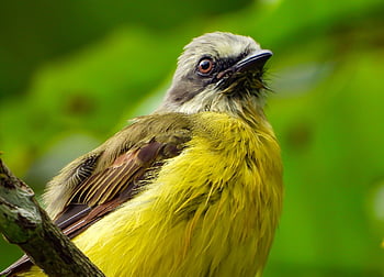 Fliegenfänger, Vogel, Tier, Tierwelt, Gefieder, Ast, thront, Natur, Vögel beobachten, Vogelkunde