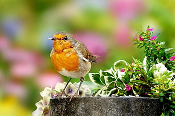 animal, oiseau, oiseau chanteur, robin, erithacus rubecula, petit, Jeune, fermer, butiner, bol de nourriture, la nature
