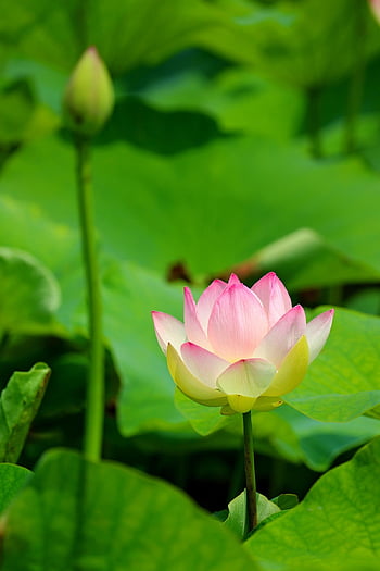 lotus, lotus Pond, pond, water Lilies, water Lily, flower, nature, plant, pond Plants, lotus Leaf, summer