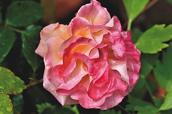 rose, nature, rose Blossom, beautiful Flowers, rose Flower, garden Rose, blossom, bloom, flower, plant, garden