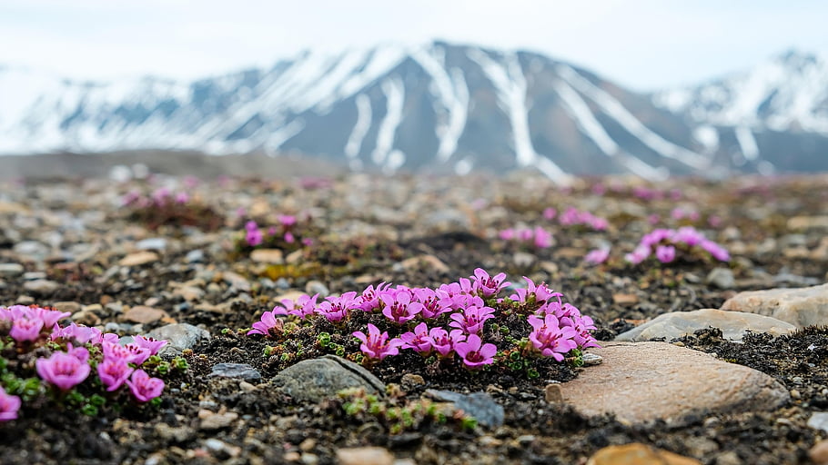 フラワーズ、 花の壁紙、 モス、 岩、 花の背景、 美しい花、 接地、 山、 雪、 野生、 自然