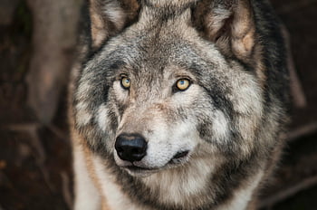 grå og hvit ulv, Selektiv fokusfotografering, Majestetisk grå ulv, Piercing øyne, Detaljert dyrelivsportrett, dyreliv fotografering, Ulveportrett, dyr fotografering, naturfotografering, dyrelivsbilde, ulv øyne