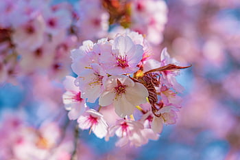 cherry Blossoms, flowers, spring, pink Flowers, flower Wallpaper, spring Flowers, spring Awakening, bloom, blossom, branch, plant