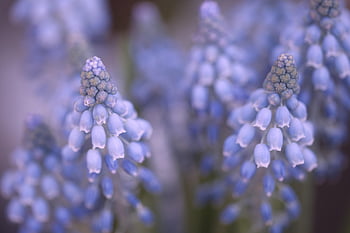 hroznové hyacinty, květ, jarní květiny, rané bloomery, Příroda, fialové květy, zahrada, flóra, pupen, rostlina, hyacinty
