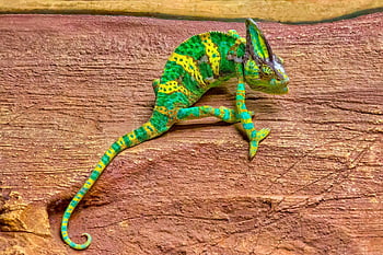 chameleón, ještěrka, plaz, druh, stvoření, zelená, žlutá, Příroda