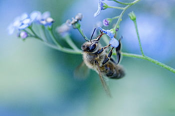 včela, květinové pozadí, květ, Příroda, květinové tapety, opylování, hmyz, krásné květiny, entomologie, makro, Světový den včel