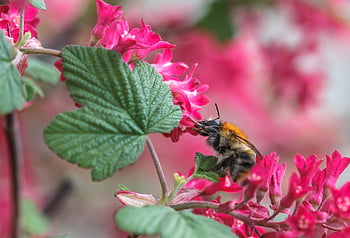 bee, bumblebee, wasp, always, wingers, insect, nectar, pollen, honey, yellow, black