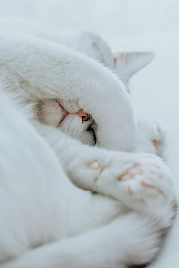 vit katt, närbild skott, kattpottar, vilande katt, fredlig atmosfär, fridfull, katt ansikte, mjuka tassar, vit päls, kattporträtt, katt vilar