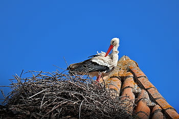 stork, nature, ciconia, wader, migratory Bird, plumage, pen, beak, bird, nest