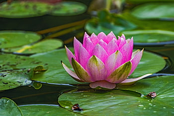 water Lily, lotus, pond, aquatic Plants, blossom, bloom, pink Flower, nature, flora