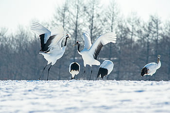 Red-Crowned Crane, snowy grounds, Hokkaido Japan, courtship dance, winter birds, snow covered, wildlife photography, crane birds, nature scene, white cranes, winter landscape