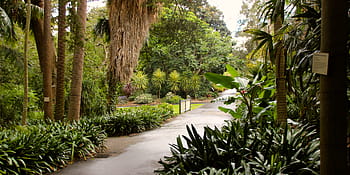 Botanické zahrady Sydney, cesta, tropických rostlin, palmy, zeleň, Žádná autorská práva, Příroda, venkovní, krajina