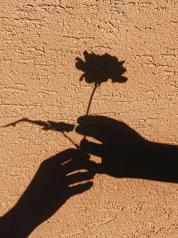 shadow, hand holding flower, textured wall, dramatic shadow, artistic contrasts, flower shadow, wall texture, shadow art, hand shadow, flower art, shadow photography