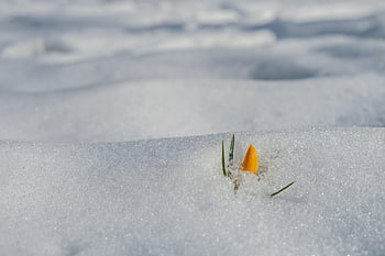 krokus, květ, sníh, zimní, mráz, Studený, Zavřeno, oranžový, brzy bloomer, předzvěst jara, jarní probuzení