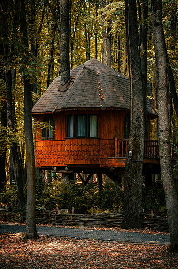 wooden treehouse, autumn forest, rustic treehouse, nature retreat, autumnal trees, treehouse in forest, charming treehouse, forest retreat, treehouse getaway, autumn scenery, rustic cabin