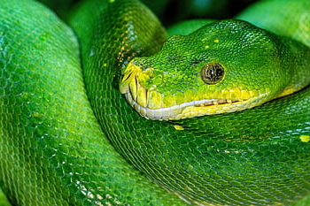 zelený strom python, krajta, plaz, zelená, volně žijících živočichů, Austrálie, constrictor, zelený python, zelený had, strom python