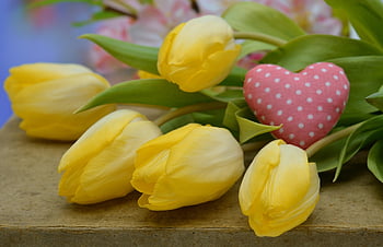 tulipány, květ, rostlina, květinové pozadí, krásné květiny, srdce, vše nejlepší ke dni matek, žluté tulipány, okvětní lístky, flóra, jaro