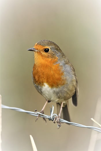 pájaro, Robin Redbreast, Robin, rama, petirrojo europeo, pájaro paseriforme, posado, animal, naturaleza, jardín, fauna silvestre