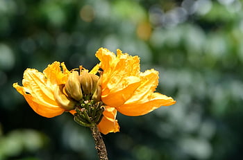 fiore, fioritura, flora, botanica, fiorire, natura, albero di tulipano africano, spathodea campanulata, giallo