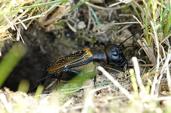 hmyz, Evropský polní kriket, pole kriket, gryllus campestris, Příroda, Chyba, makro, zblízka