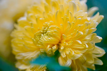 chrysanthemum, garden Chrysanthemums, flower, blossom, bloom, yellow, petals, yellow Flowers, yellow Flower, flora, beautiful Flowers