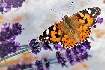 ผีเสื้อ, ผู้หญิงที่ทาสี, ดอกไม้ลาเวนเดอร์, วาเนสซ่า cardui, pollinator, ดอกไม้สีม่วง, การถ่ายภาพมาโคร, แมลงบนดอกไม้, สวนสัตว์ป่า, ใกล้ธรรมชาติ, ปีกผีเสื้อ