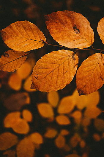 podzimní listí, listnatý strom, žluté listy, rozpadající se listy, teplý zlatý odstín, podzim, detailní fotografie, klidný obraz, zlatý podzim, fotografování přírody, Detaily listu