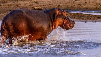 hippo, hippopotamus, bathing, pachyderm, mammal, nature, water, animal, wildlife, large, river