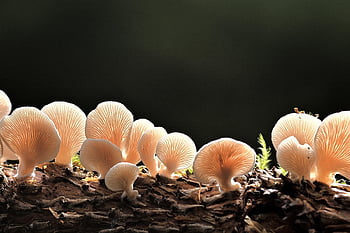 mushrooms, tree Fungi, weathered, branch, plants, mushroom, fungal Science, forest, wild, nature