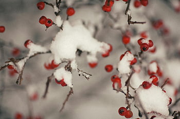 tree with fruit, snow covered berries, winter setting, red berries, snow dusted, close-up, branches, winter landscape, snowy fruit, berry tree, snowy branches