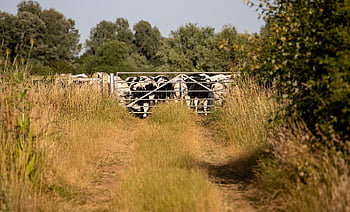 cows, friesian Cows, cattle, livestock, farm, ranch, holstein Friesian Cattle, frisian Cows, summer, path, gate