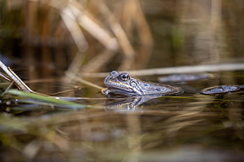 frog, animal, pond, water, nature, amphibian, swim, vertebrate, animal Photography, swimming