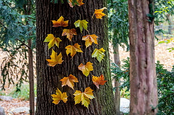 maple Leaves, trunk, fall, autumn, maple, leaves, foliage, tree, plant, nature, closeup
